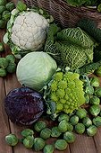 Harvest of cabbages