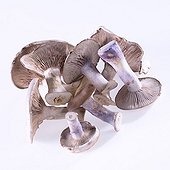 Lepista Nuda
