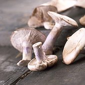 Lepista Nuda
