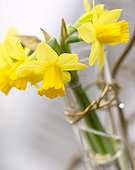 Narcissus Tete a Tete