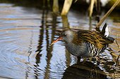 Water Rail standing in a pond Bavaria Germany