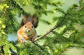 Eurasian Red Squirrel in a tree in Finland