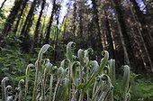 Hart's Tongue Ferns in undergrowth Lorraine France