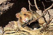 Black-bellied Hamster in its burrow France
