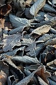 Dead leaves coated of frost in a garden in winter