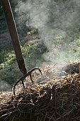 Horse manure smoking with a fork-spade in a garden