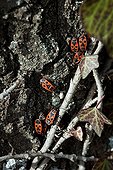 Fire bugs and ivy on an oak trunk in a garden