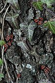 Fire bugs and ivy on an oak trunk in a garden