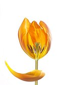 Bright White serie: Tulipa Prinses Irene