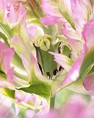 Up Close serie: Tulipa Green Wave