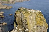 Common Guillemot colony on Stacks Rocks Wales