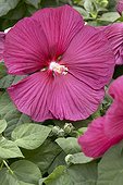 Hibiscus moscheutos Luna Red
