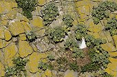 Herring Gull nesting on cliff Pembrokeshire NP Wales UK 