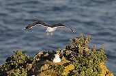 Herring Gull attacking a conspecific nesting on cliff  Wales