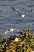 Herring Gulls attacking a conspecific nesting on cliff Wales