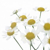 Bright White serie: Matricaria recutita