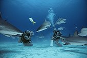 Photographer photographing Caribbean Reef Shark