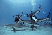 Photographer photographing eye of Caribbean Reef Shark