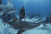 Shark handler feeds Caribbean Reef Shark Bahamas