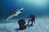 Shark handler feeds Caribbean Reef Shark Bahamas