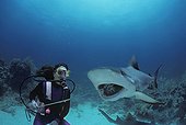 Shark handler feeds Caribbean Reef Shark Bahamas