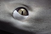 Eye of Caribbean Reef Shark Bahamas Caribbean Sea.
