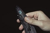 Scientist holding Spined Pygmy Shark Mediterranean Sea