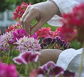 Hands picking pelargonium petals