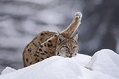 Eurasian Lynx lying in the snow Falkenstein Germany