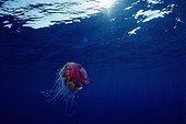 Crown jellyfish in Open Sea, Red Sea, Egypt