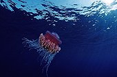Crown jellyfish in Open Sea, Red Sea, Egypt