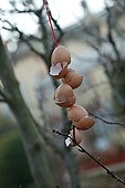 Egg shells hanging on a tree in a garden in winter