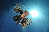Lionfish swimming under the surface Red Sea Egypt 