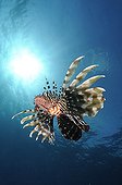 Lionfish swimming under the surface Red Sea Egypt 