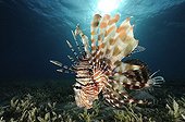 Lionfish swim above the bottom of Red Sea Egypt