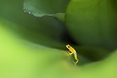 Golden Poison-dart Frog (Colostethus beebei) in Tank bromeliad, Kaieteur National Park, Guyana