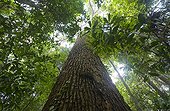 Silk cotton, Ceiba or Kapok tree (Ceiba petandra) one of the tallest trees in the tropical american rainforest, Iwokrama forest reserve, Guyana.