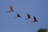 Scarlet macaws (Ara macao) four in flight, Iwokrama forest reserve, Guyana. Date: