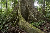 Tropical rainforest, interior showing the buttress roots of the Silk Cotton tree (Ceiba petandra) Kanuku mountains, Guyana.