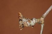 Oak twig infested and deformed