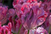 Tulips 'Fantasy' in bloom in a garden