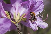 Brown bumblebee gathering nectar of a rhododendron flower