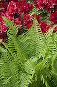 Fern and rhododendron in bloom in a garden