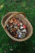 Basket of edible and poisonous mushrooms Pyrenees Spain