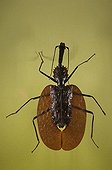 Portrait of a Violin Beetle ; Asian specie