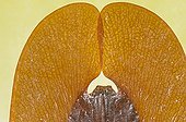 Detail of a Violin Beetle ; Asian specie