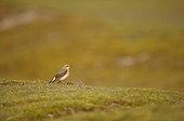 Northern Wheatear on a low pitch of the Brittany coast