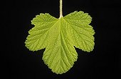Leaf of red flower Currant
