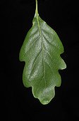 Durmast oak leaf