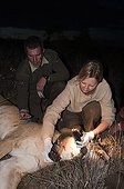 Biologist and sleepy Lion Lion GPS monitoring program Kenya  ; Biologist : Alayne Cotterill <br>Guide AIEA : Gianmarco Camaioni <br>Living with Lions GPS Monitoring Program, Loisaba Wilderness Conservancy